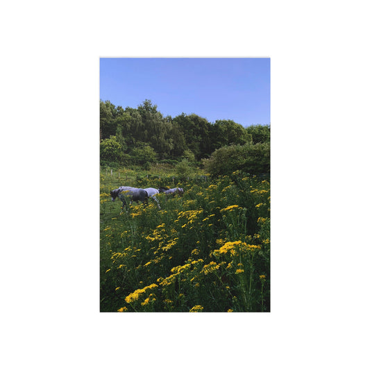 Aber Fine Art Postcards