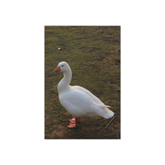 Goostav Fine Art Postcards