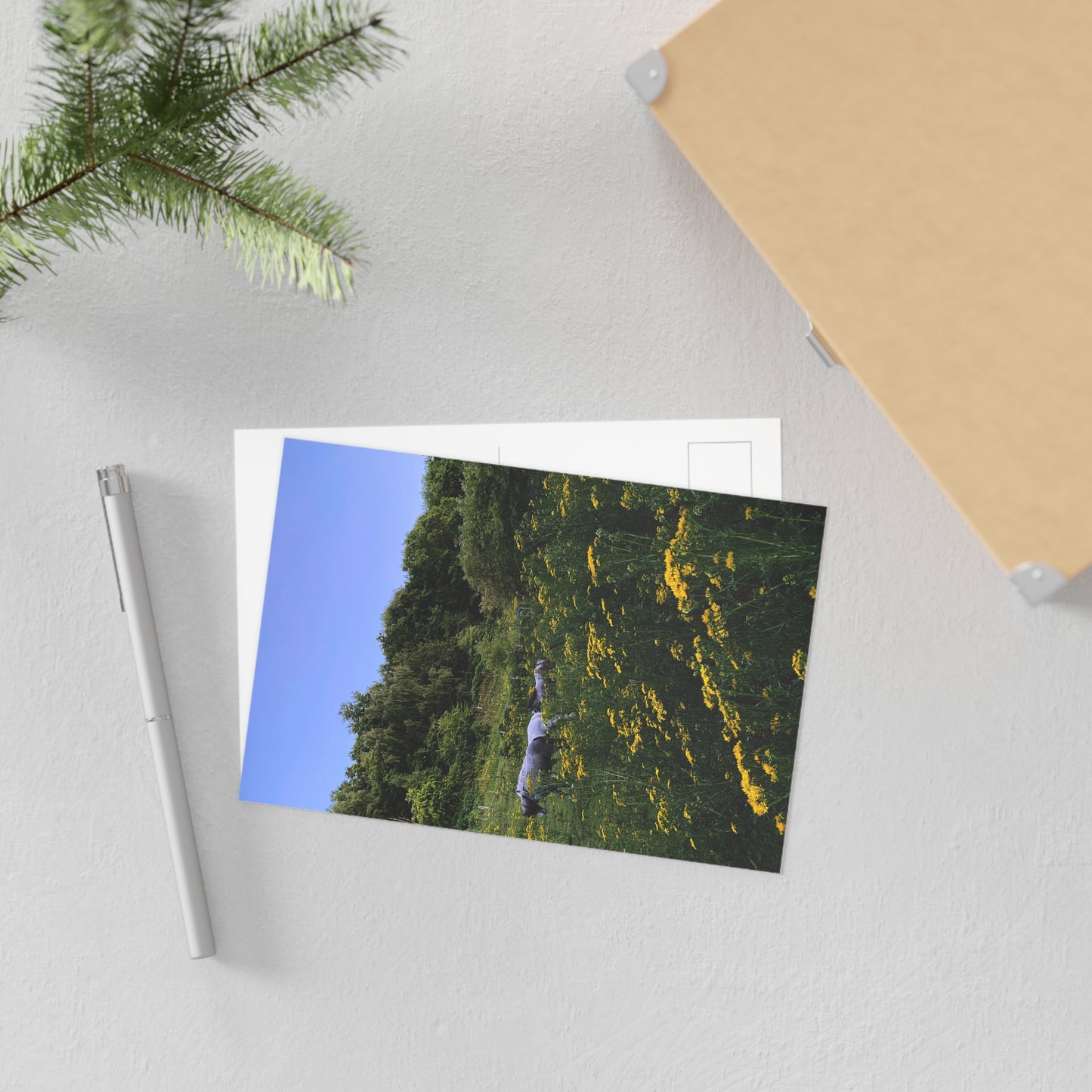 Aber Fine Art Postcards