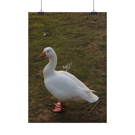 Goostav Poster Poster