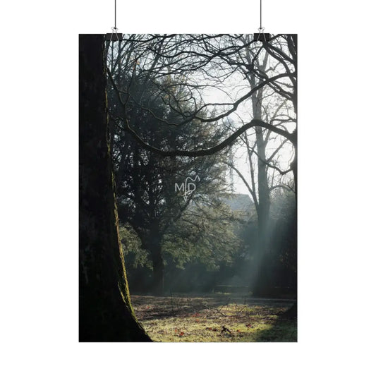 Oval Tree Poster Poster