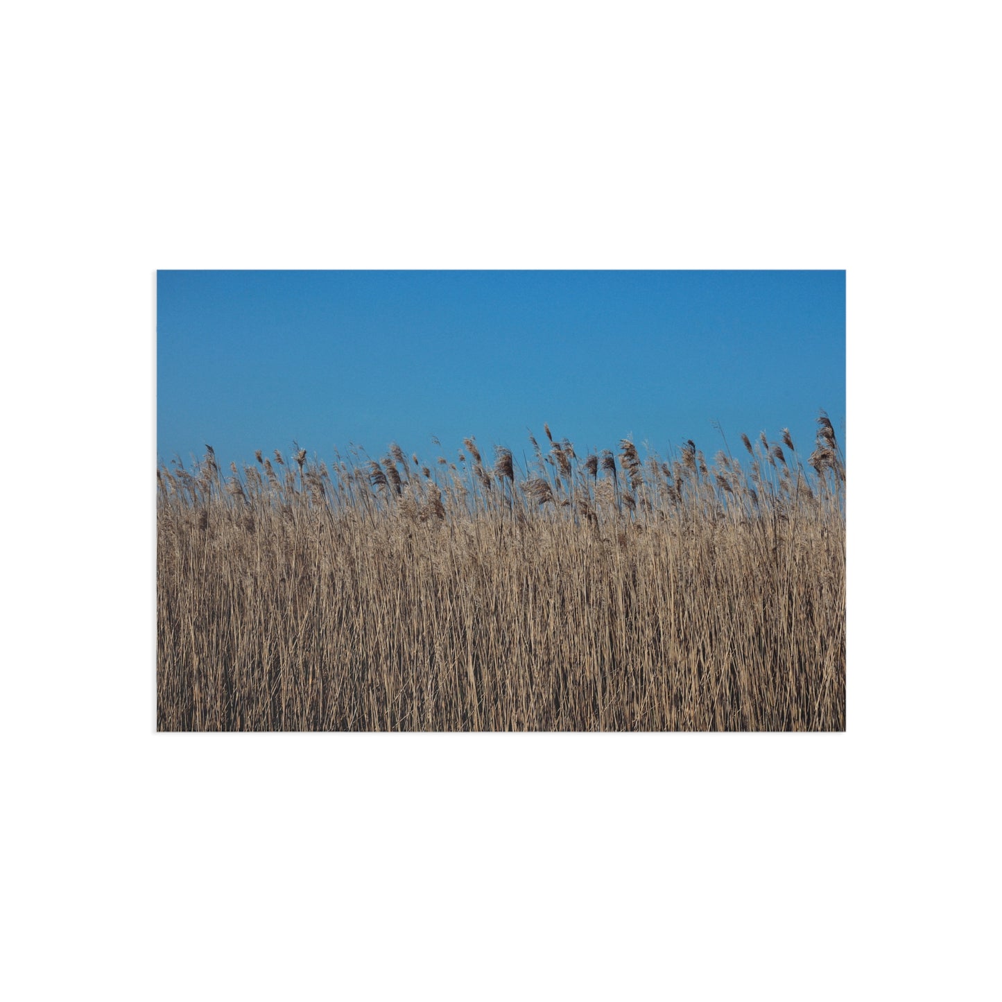 Breathe Fine Art Postcards