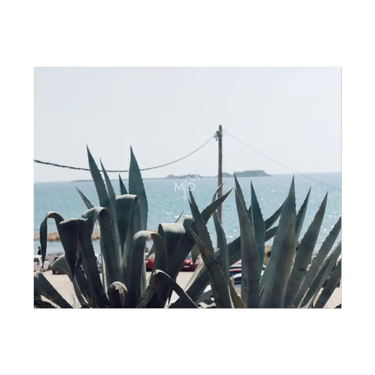 Aloe Aloe Poster Poster